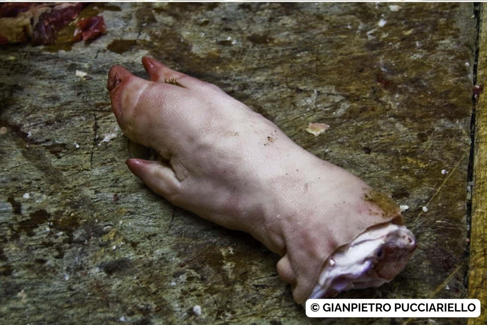 © Gianpietro Pucciariello